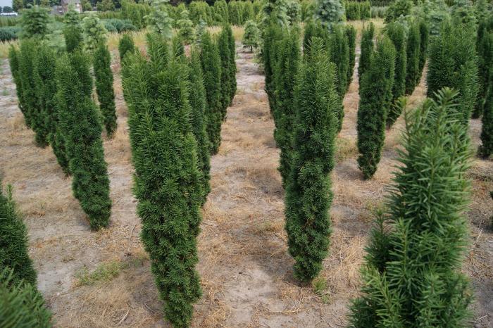 Ядовитый сосновый царевич: 50 идей использования тиса в ландшафтном дизайне