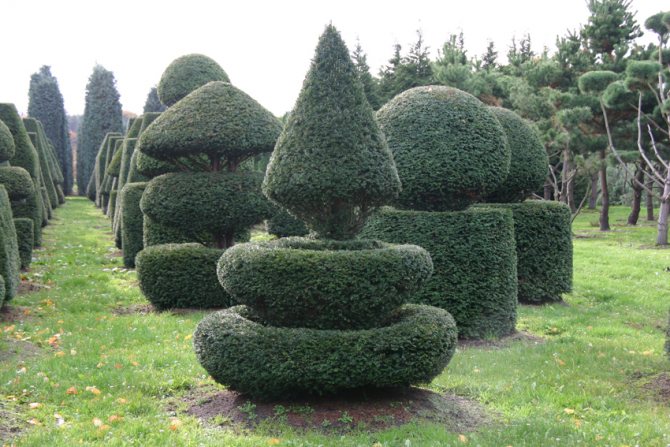 Ядовитый сосновый царевич: 50 идей использования тиса в ландшафтном дизайне