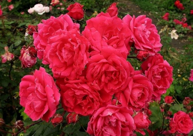 Легкая парковая роза - Remy Martin