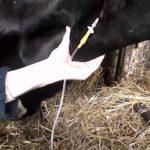 Как поднять корову без лебедки после усыпления, симптомы и лечение
