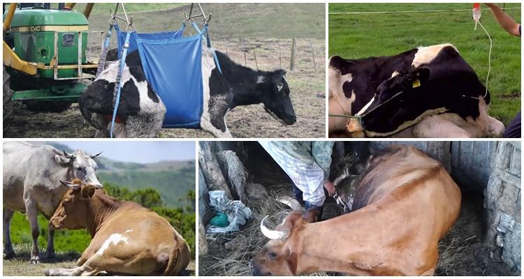 Как поднять корову без лебедки после усыпления, симптомы и лечение