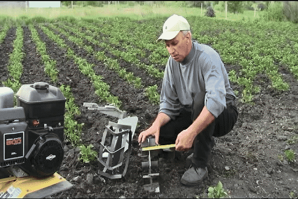 Как быстро и правильно прополоть картофель триммером, задним трактором и другими приспособлениями?