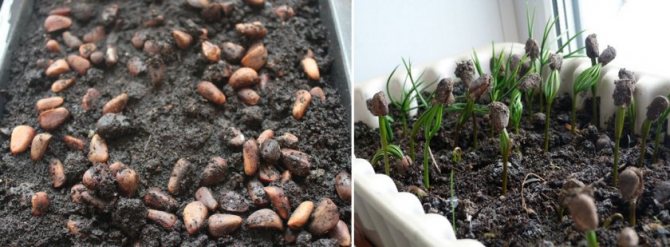 Как быстро растет сосна: обыкновенная в год, горная, черная, кедровая, как ограничить рост