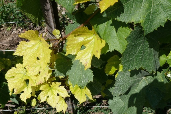 Как лечить хлороз на винограде железным купоросом, что делать и чем лечить