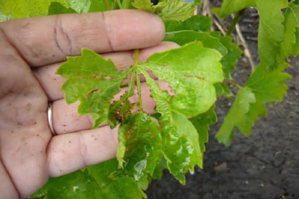 Как лечить хлороз на винограде железным купоросом, что делать и чем лечить