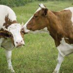 Как лучше осеменить коров и выбор метода в домашних условиях