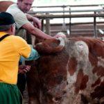 Как лучше осеменить коров и выбор метода в домашних условиях