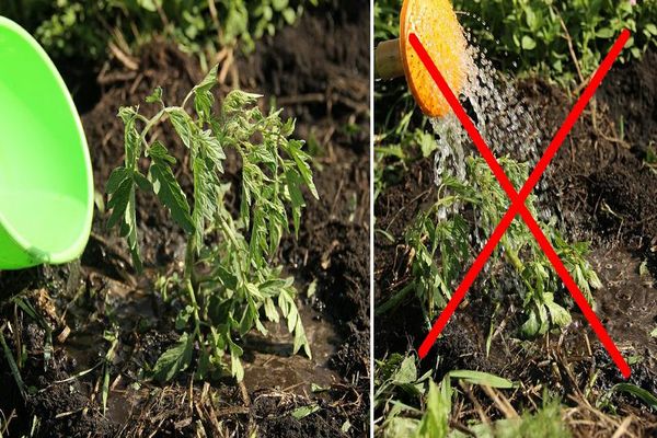 Как посадить и вырастить помидоры без полива