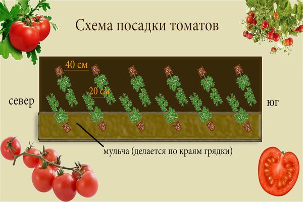 Как посадить и вырастить помидоры без полива