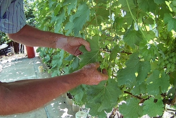 Как обработать виноград пищевой содой от болезней и для профилактики, пропорции
