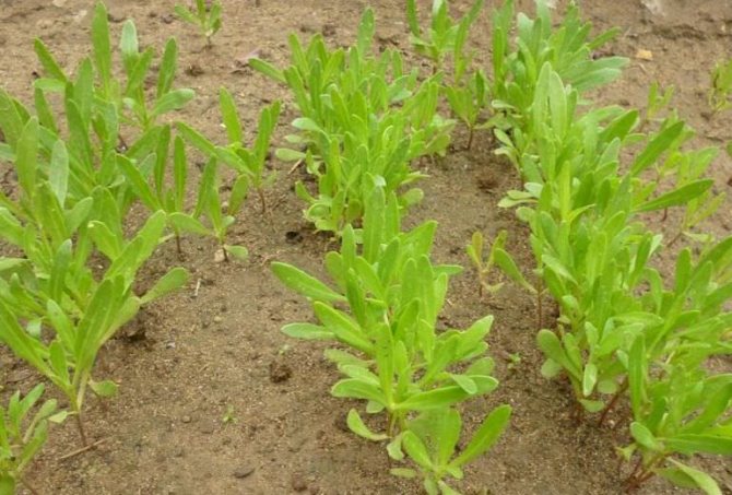 Как посадить урсинию из семян: особенности выращивания