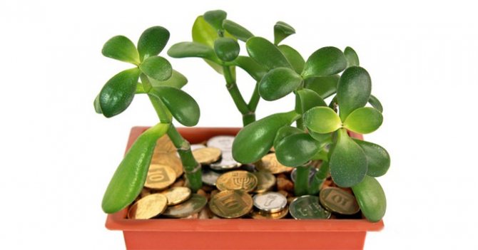 Как посадить денежное дерево из отростка в домашних условиях