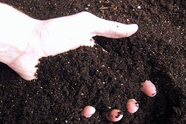 Как правильно посадить щавель и ухаживать за ним в открытом грунте, чем подкормить после срезки