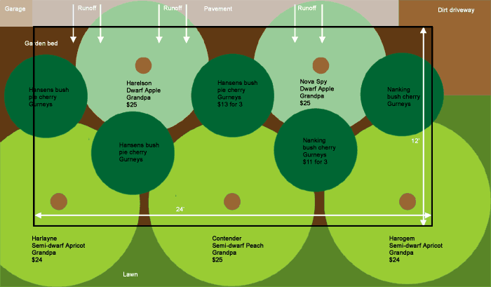 Как правильно рассчитать расстояние между плодовыми деревьями при закладке сада?
