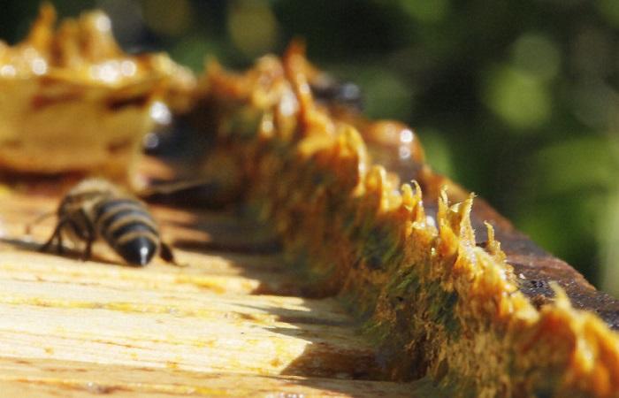 Как собрать прополис у пчел — 3 способа добычи и хранения