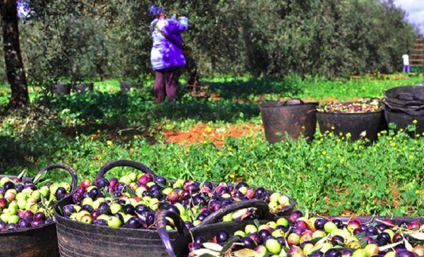 Как правильно собирать оливки, сроки и необходимые инструменты