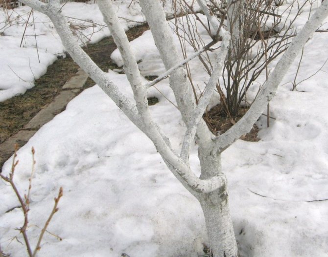 Как правильно укрыть абрикос на зиму и подготовить дерево к холодам
