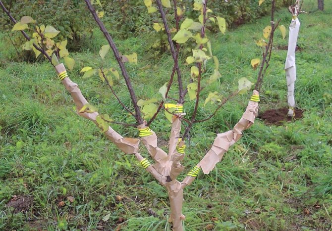 Как правильно укрыть абрикос на зиму и подготовить дерево к холодам