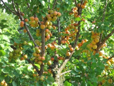 Как выращивать и ухаживать за абрикосами в Сибири и описание морозостойких сортов