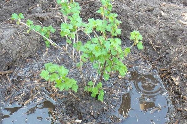 Как посадить штамбовый крыжовник, выращивание, посадка и уход