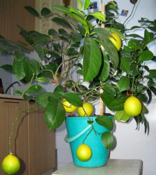 Как размножить лимон черенками в домашних условиях