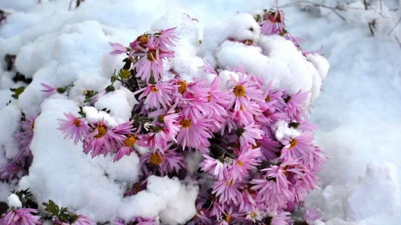 Как сохранить хризантемы зимой, не выкапывая из земли