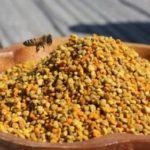 Как хранить пчелиную пыльцу в домашних условиях и срок ее годности