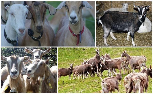 Как определить беременность козы в домашних условиях, признаки и методы