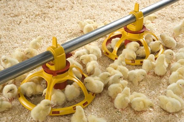 Как вырастить курицу из яйца в домашних условиях, когда лучше разводить и соблюдать правила