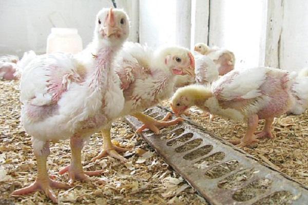 Как вырастить курицу из яйца в домашних условиях, когда лучше разводить и соблюдать правила