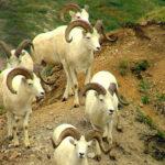 Как выглядят овцы и от кого они произошли, где живут парнокопытные