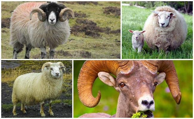 Как выглядят овцы и от кого они произошли, где живут парнокопытные