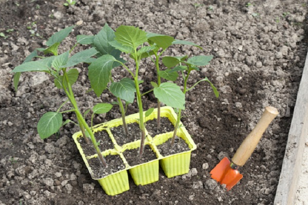Как выращивать и ухаживать за физалисом в теплице, описание растения и советы
