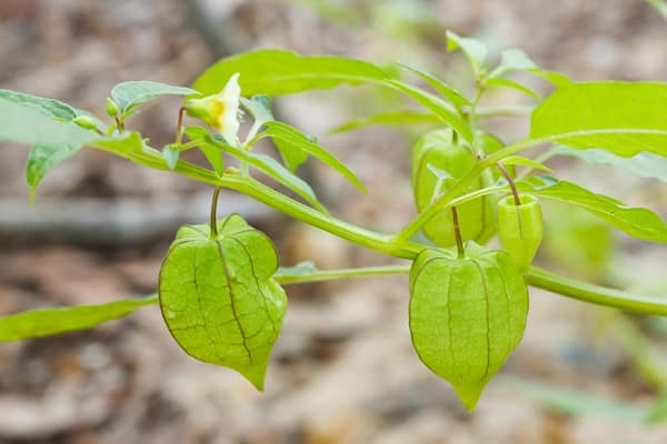 Как выращивать и ухаживать за физалисом в теплице, описание растения и советы