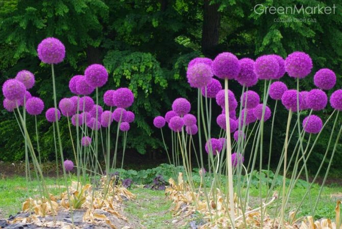 Как вырастить и размножить декоративный лук в саду