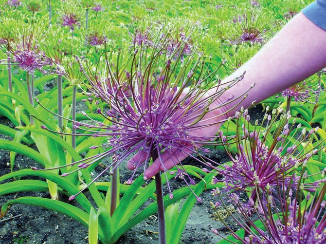 Как вырастить и размножить декоративный лук в саду