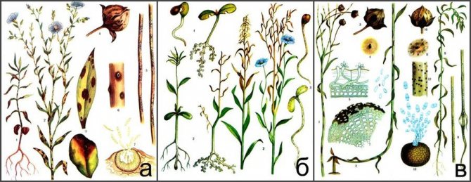 Как выращивать лен: описание, посев, особенности ухода, выращивание и виды льна