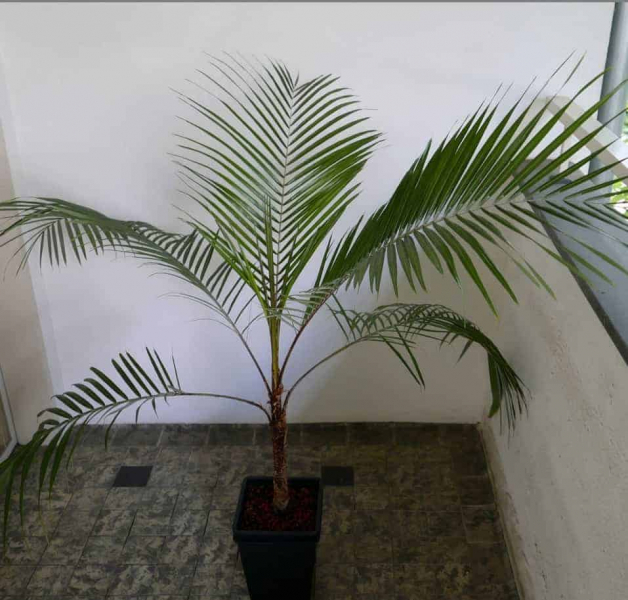 Как вырастить пальму из косточки в домашних условиях