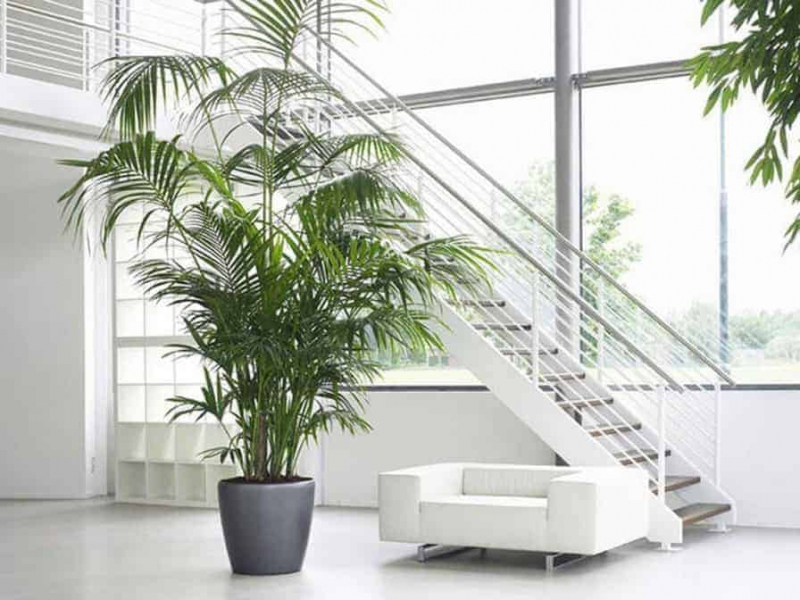 Как вырастить пальму из косточки в домашних условиях