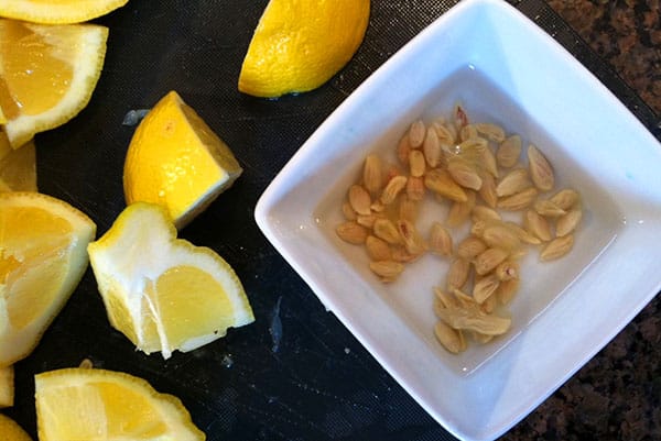 Как вырастить лимон с фруктами в домашних условиях из косточки, посадка и уход, борьба с болезнями