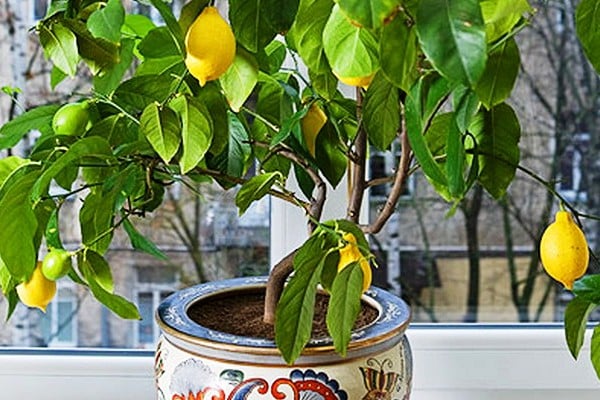 Как вырастить лимон с фруктами в домашних условиях из косточки, посадка и уход, борьба с болезнями
