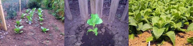 Как вырастить табак: рекомендации опытного садовода