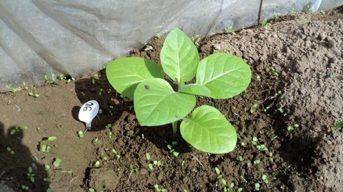 Как вырастить табак: рекомендации опытного садовода