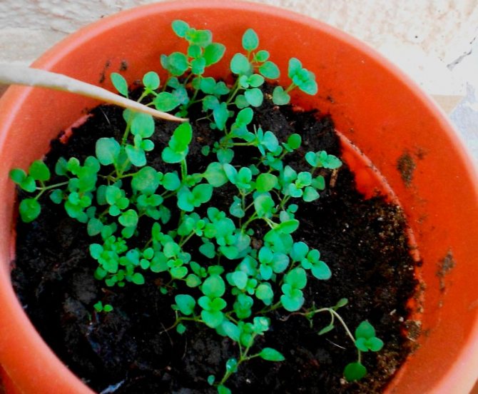 Как вырастить тимьян (тимьян) в открытом грунте и дома: подготовка, посев и уход