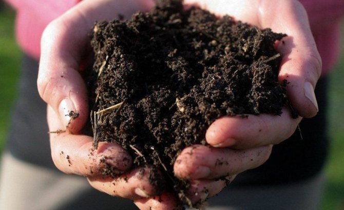 Как подкислить почву для черники, гортензии и рододендронов