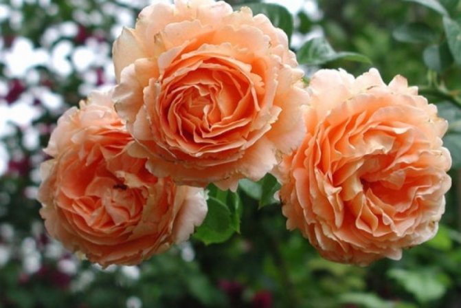 Какие розы самые неприхотливые и зимостойкие для Подмосковья