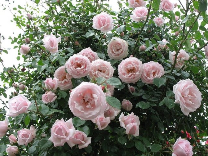 Какие розы самые неприхотливые и зимостойкие для Подмосковья