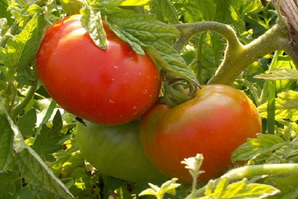Какие сорта томатов лучше выращивать в Самарской области
