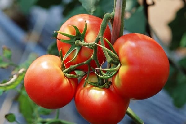 Какие сорта томатов лучше выращивать в Самарской области