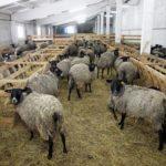 Какая нормальная температура тела у овец и что вызывает отклонения